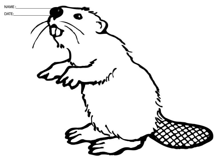 Beaver Coloring Sheet
