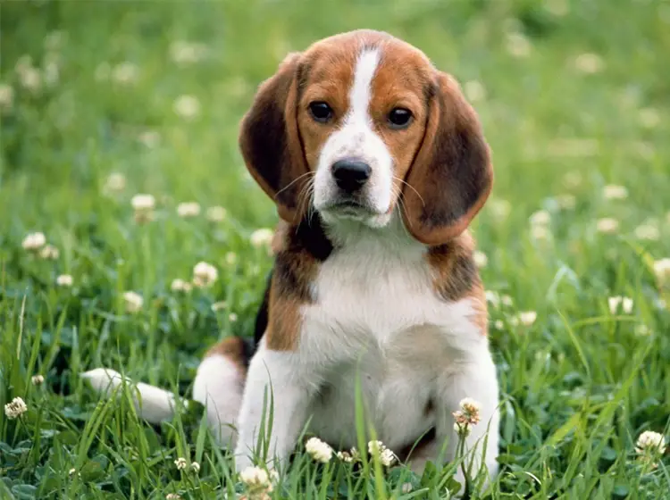 printable-beagle-animal-picture