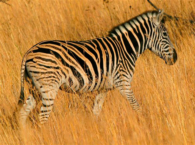 zebra-in-tall-grass-printable-animal-pictures