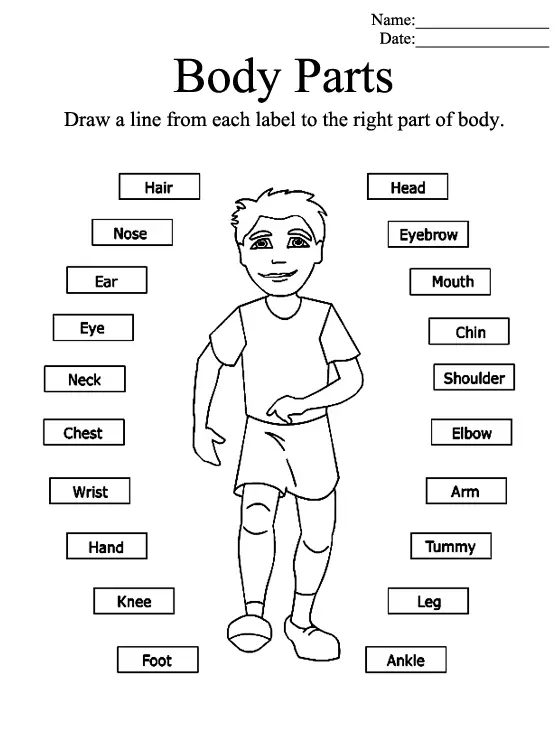 parts-of-the-body-printable-worksheets